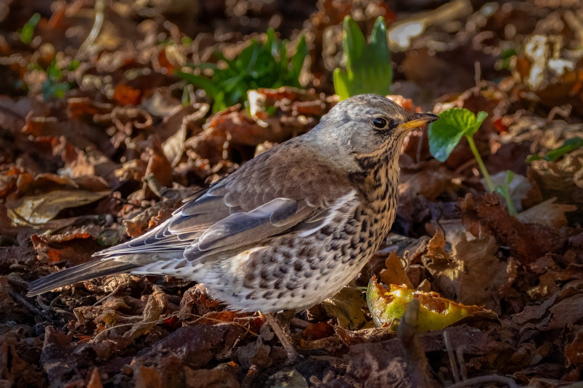 A Fieldfare Finds The Apple - Pat Ainger